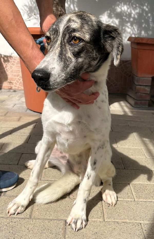 CLEO CAGNOLINA METICCIA Foto 2